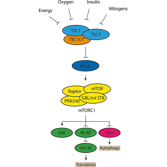 Tuberous Sclerosis (TSC2) Sequencing